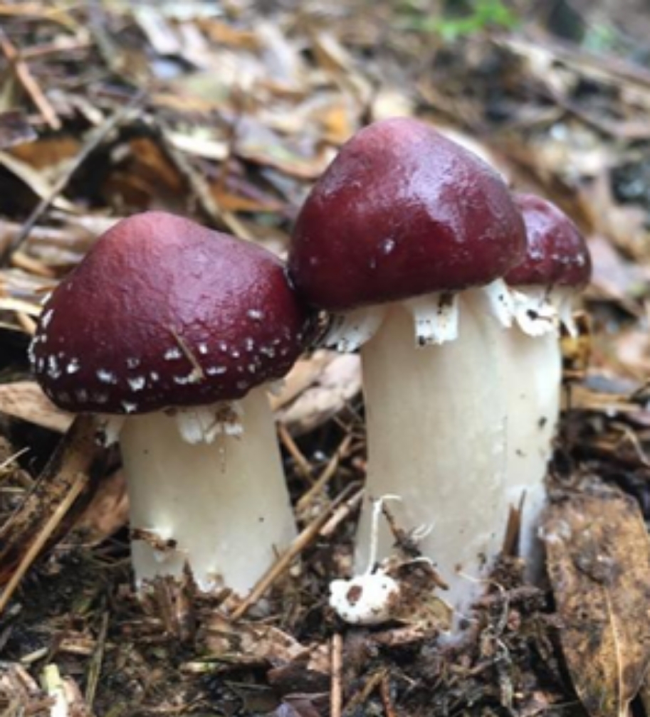 赤松茸的种植及管理流程