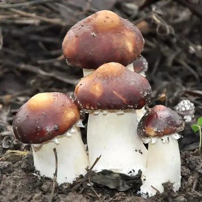 赤松茸菌种