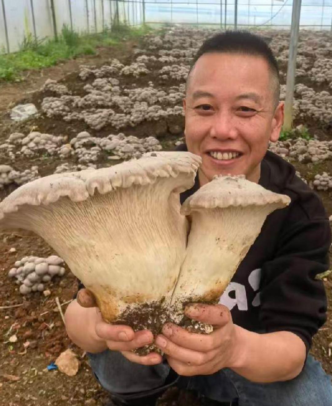 麒麟菇菌种