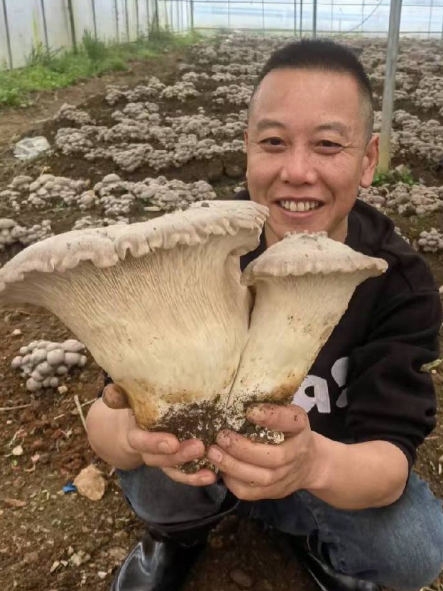 麒麟菇的种植及管理流程