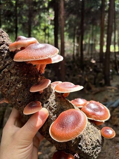 马桑菌基料