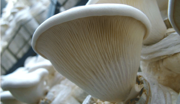 白灵菇