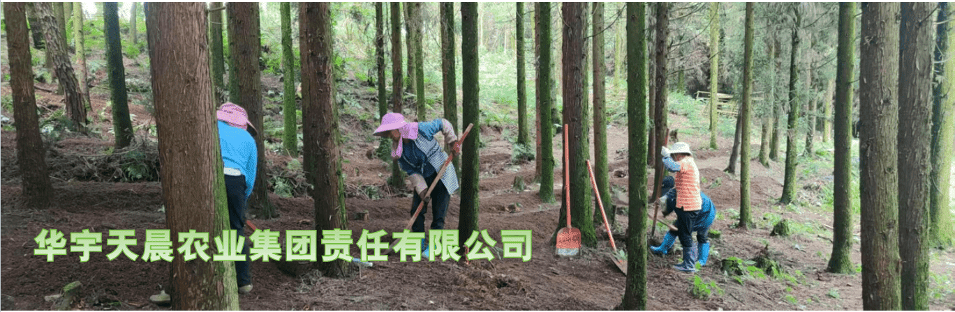 华宇天晨