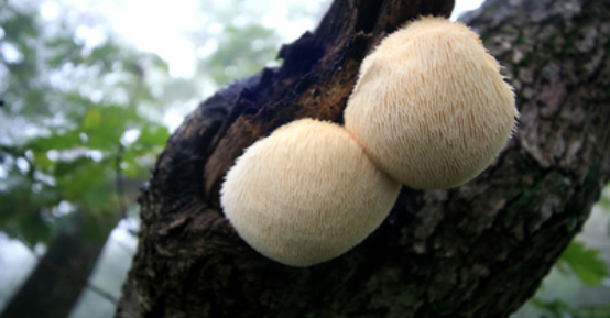 a0e80980d570d42aea445283c76d21dd_dbu94du2luhiyh2jro.png